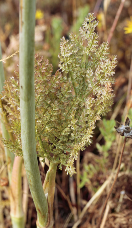 Apiacées - Laserpitium sp - Espagne cantabrique red 4.jpg