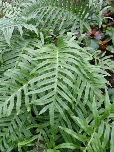 Polypodium cantabricum Goyrans 17 12 08 (3).JPG