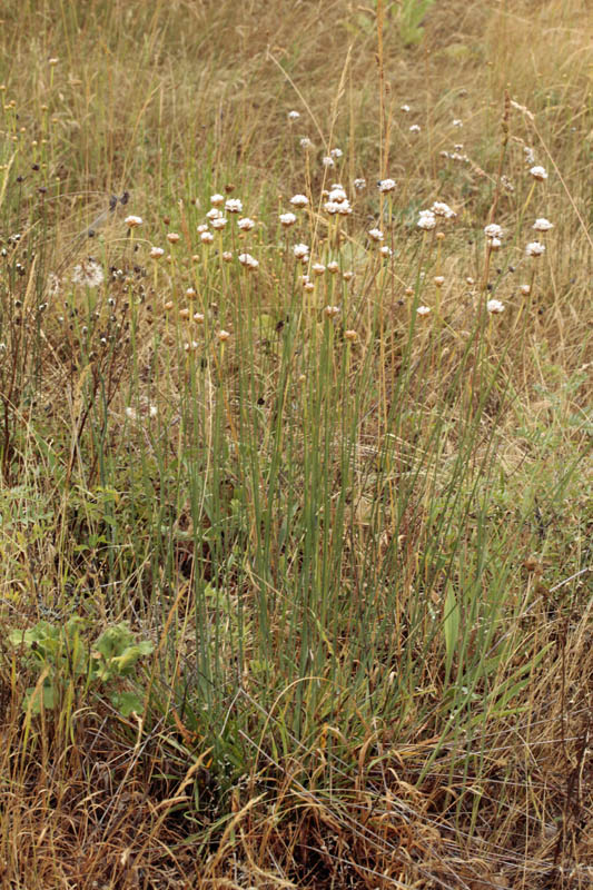 Amaryllidacées - Allium sp (Ail ) - Espagne cantabrique red1.jpg
