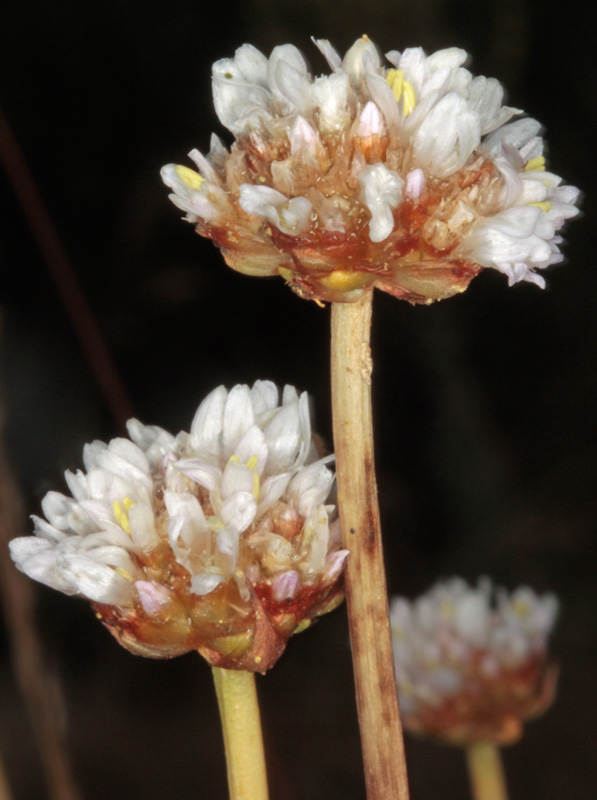 Amaryllidacées - Allium sp (Ail ) - Espagne cantabrique red2.jpg