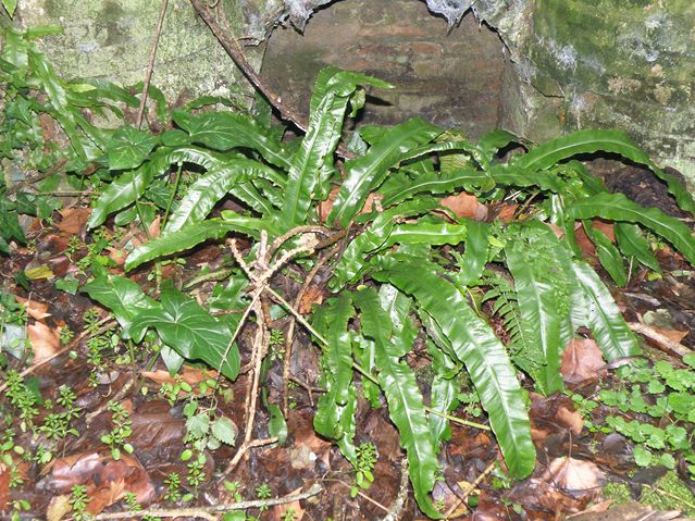 Phylitis scolopendrium Goyrans 17 12 08 (23).JPG