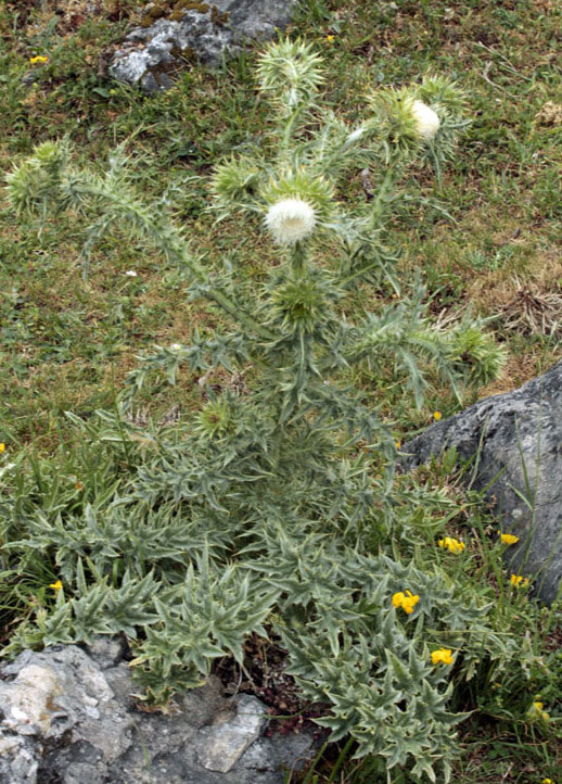 Asteracées - Onopordum red 1.jpg