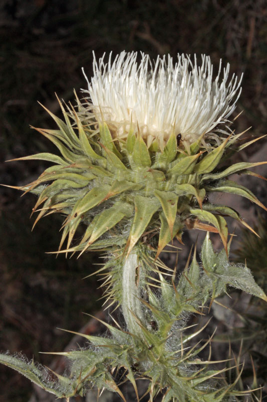 Asteracées - Onopordum red 2.jpg