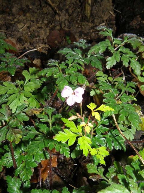 Geranium robertianum Goyrans 17 12 08 (6).JPG