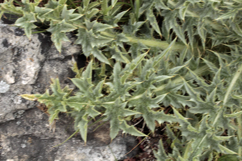 Asteracées - Onopordum red 3.jpg