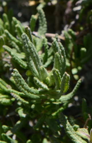 Img2015-08-13_120832F.jpg