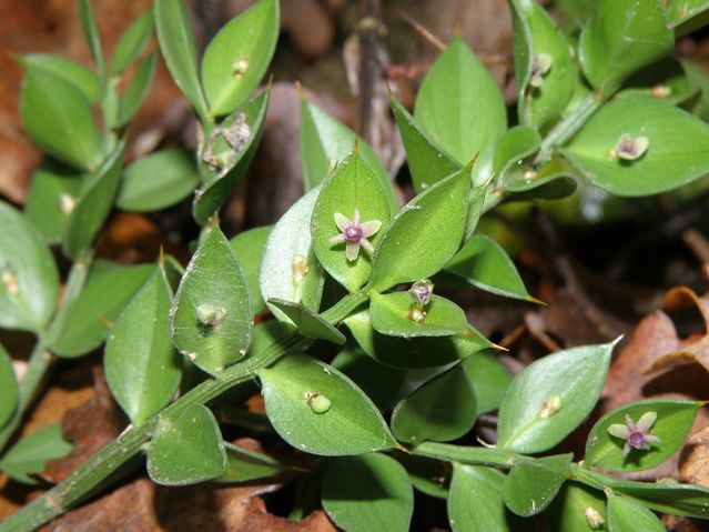 Ruscus aculeatus Goyrans 17 12 08 (5).JPG
