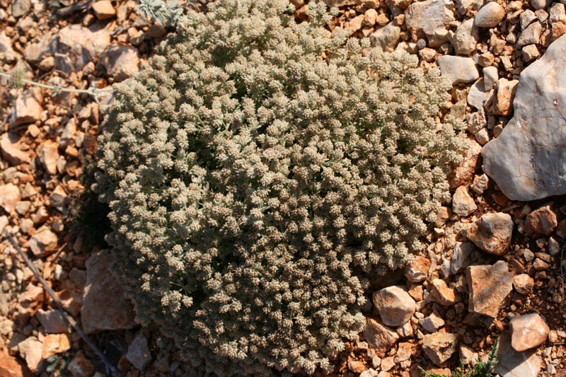 Fabacées - Anthyllis sp - Croatie red 1.jpg