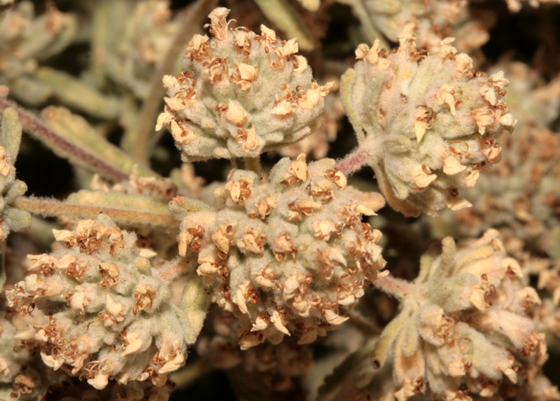 Fabacées - Anthyllis sp - Croatie red 2.jpg