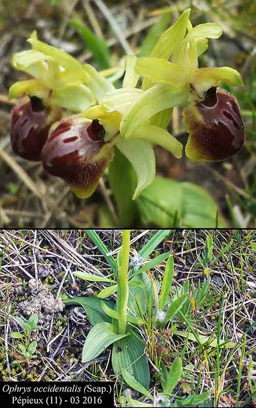 Ophrys occidentalis-Port-Pepieux-03 2016-LG2.jpg