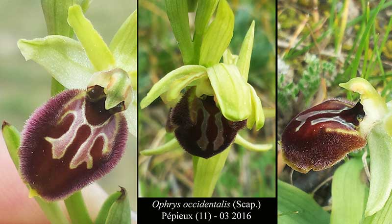 Ophrys occidentalis-Fl-Pepieux-03 2016-LG.jpg