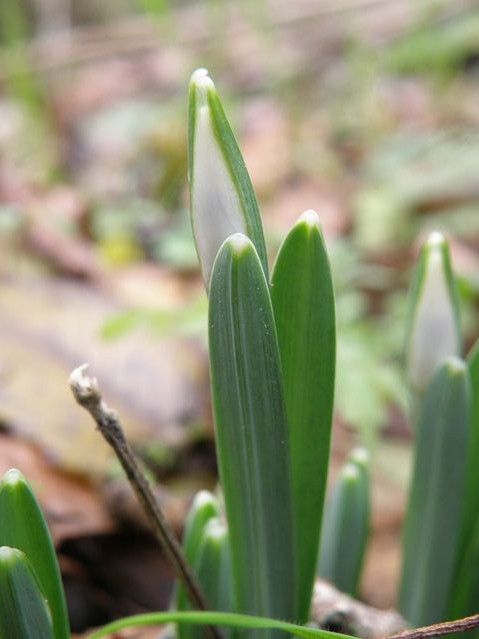 Galanthus nivalis Goyrans 17 12 08 (18).JPG