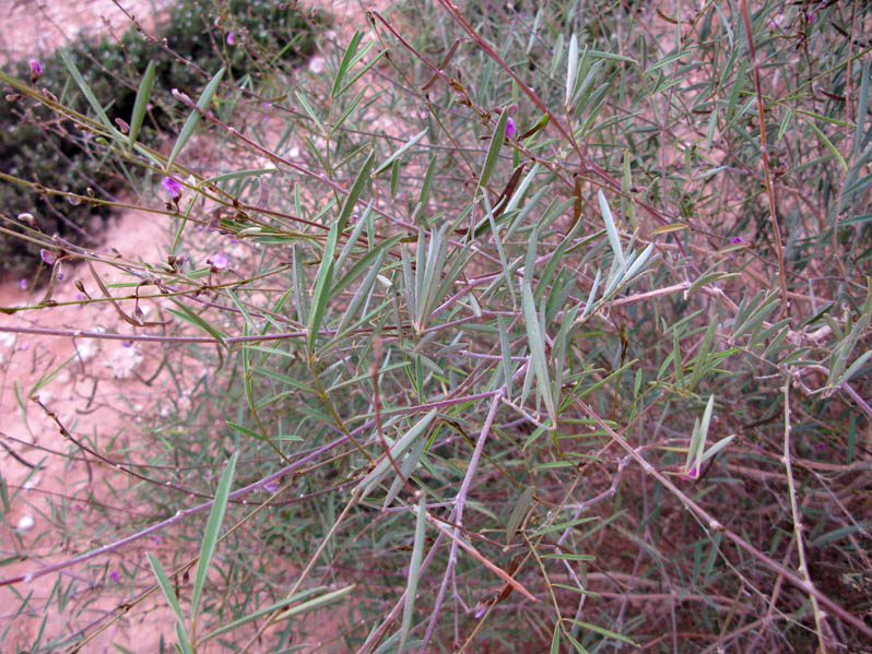 Fabacées 32 - Oman red.jpg