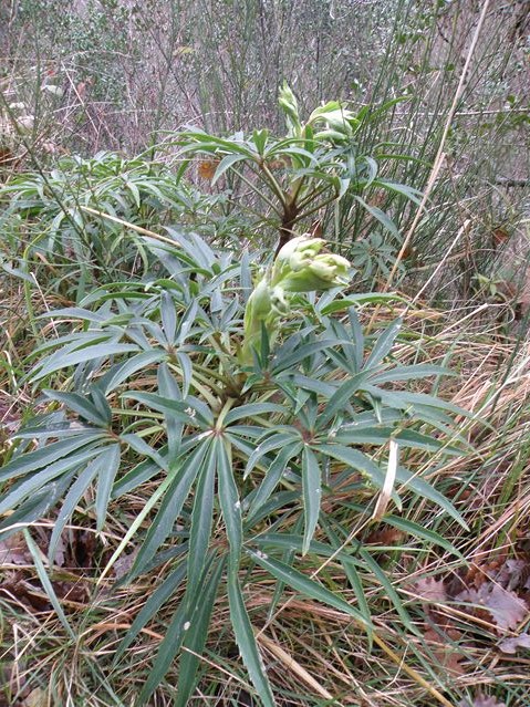 Helleborus foetidus Goyrans 17 12 08 (8).JPG