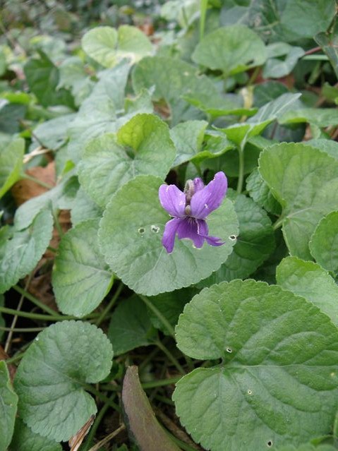 Viola odorata Goyrans 17 12 08 (2).JPG
