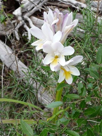 oppidum solies031.jpg