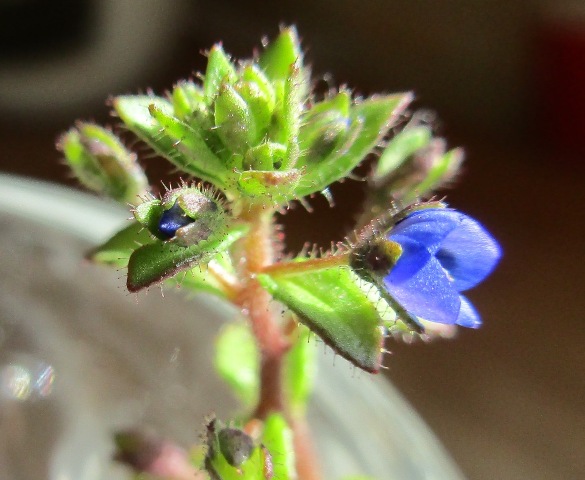 imgwwfleur.jpg
