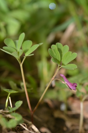 Corydalis intermedia (L.) Mérat (01).JPG