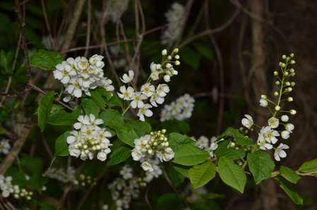 Prunus padus L. (2).JPG