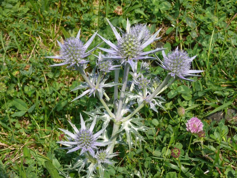 eryngium spina alba.jpg