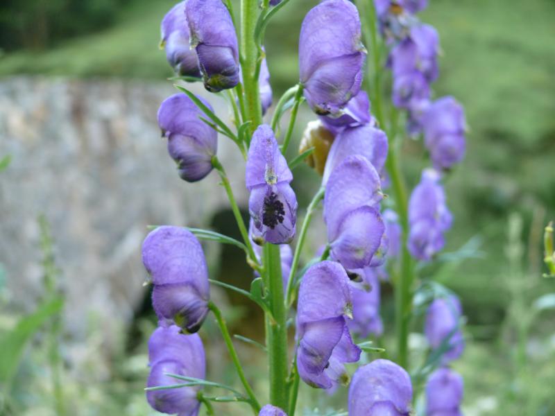 aconitum napellus.jpg