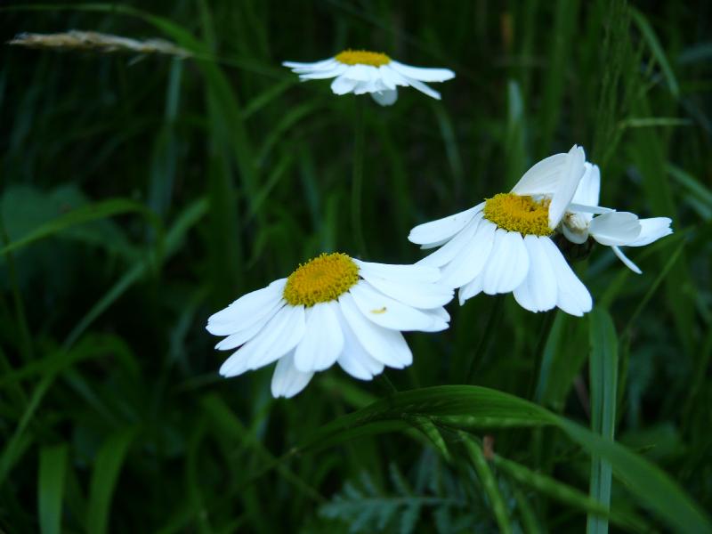 leucanthemum corymbosum.jpg