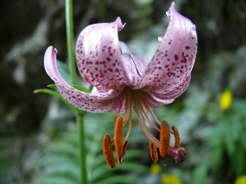 lilium martagon.jpg