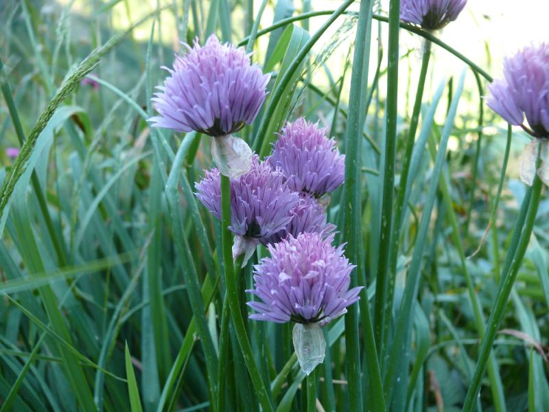 allium fallax.jpg