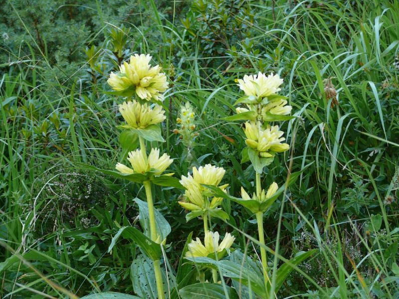 gentiana punctata.jpg