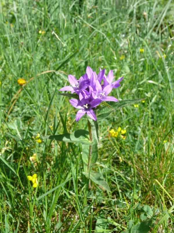 campanula glomerata.jpg