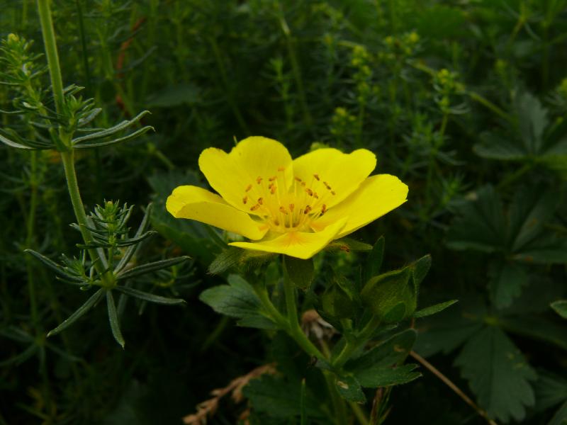 geum montanum.jpg