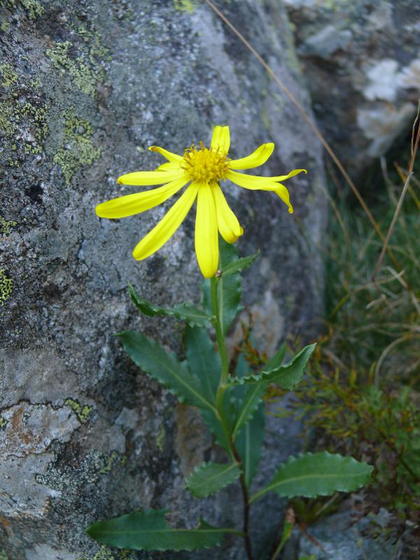 senecio pyrenaicum.jpg