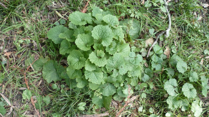 La plante dans son milieu