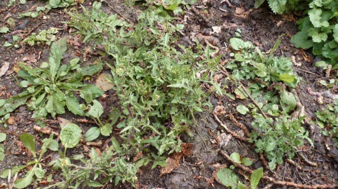 La plante dans son milieu