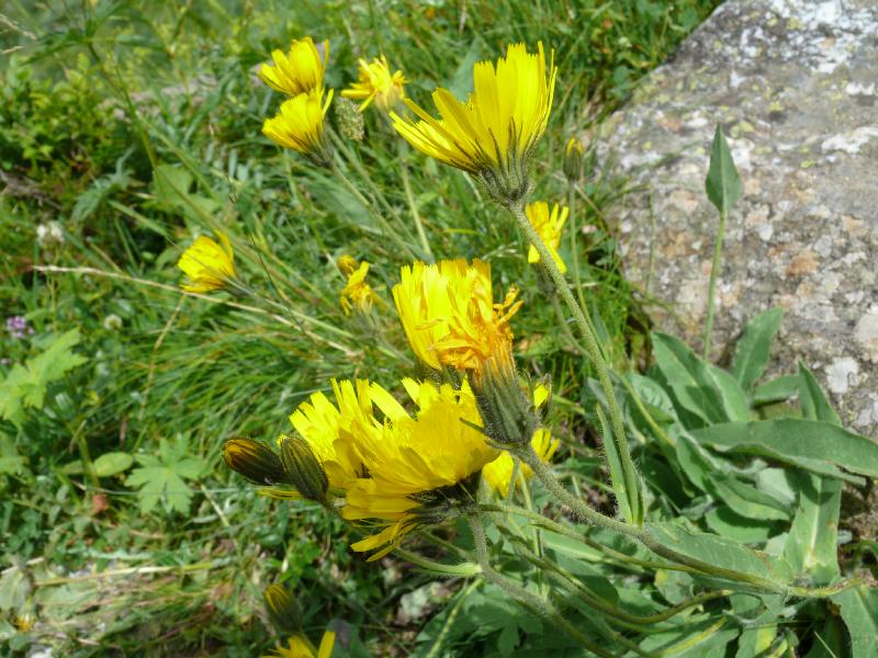 hieracium pyrenaium.jpg