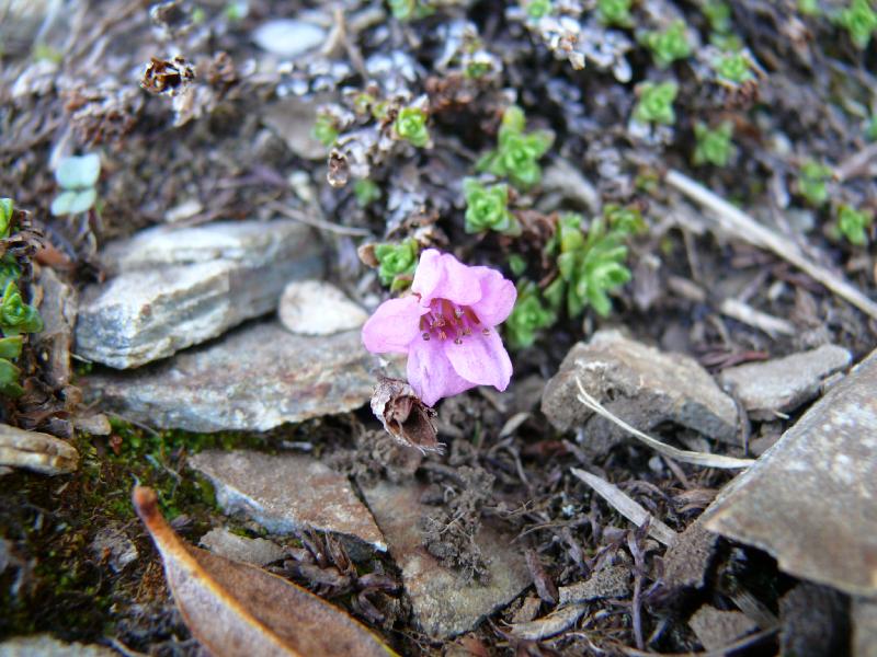 saxifraga opposifolia.jpg