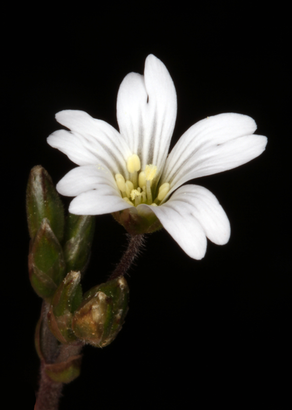 Caryophyllacées - Cerastium arvense - Massif Ste Baume red 2.jpg