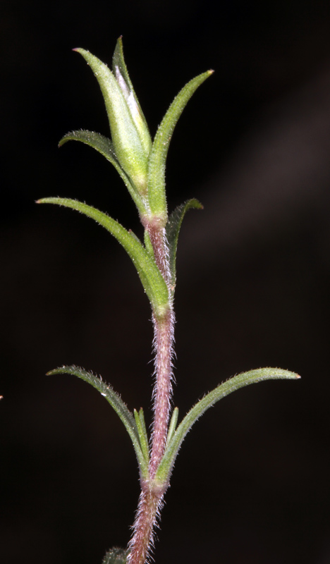 Caryophyllacées - Cerastium arvense - Massif Ste Baume red 4.jpg