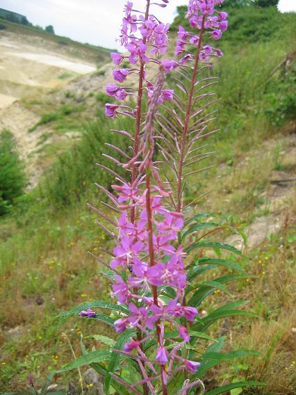 Epilobium.JPG