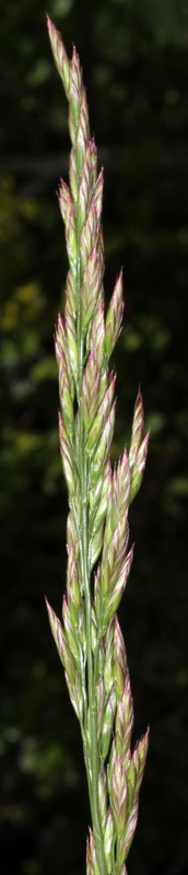 0 Poacées - Festuca red 2.jpg