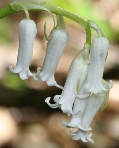 Jacinthe des bois blanche.jpg