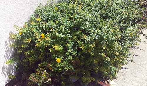 Grosse jaune-1Port-Léz-20 05 2016-ALG.jpg