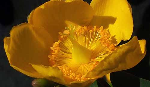 Grosse jaune-4Fl-Léz-20 05 2016-ALG.jpg