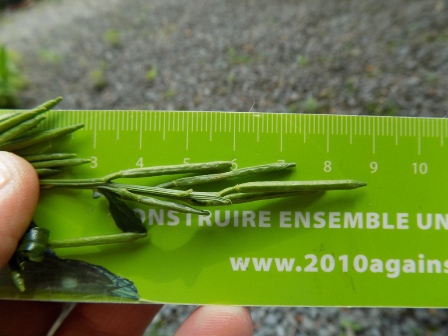 feuilles caulinaires en milieu de tige