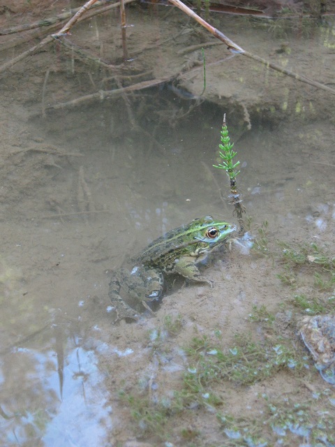 Grenouille verte.JPG