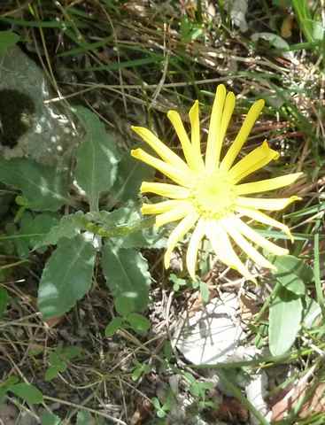 Senecio gerardi 1616d.JPG