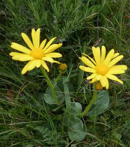 Senecio gerardi 0616.JPG
