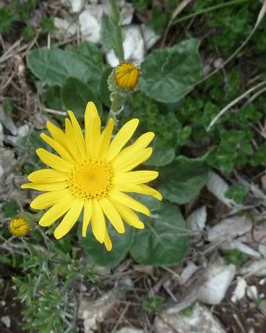 Senecio gerardi 1316.JPG