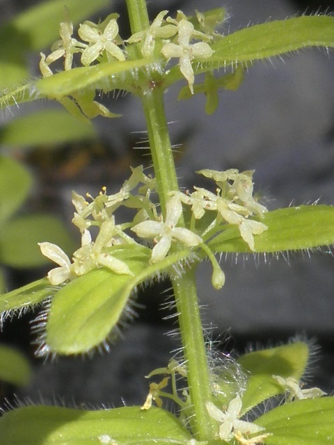 Cruciata glabra_pedoncule.jpg