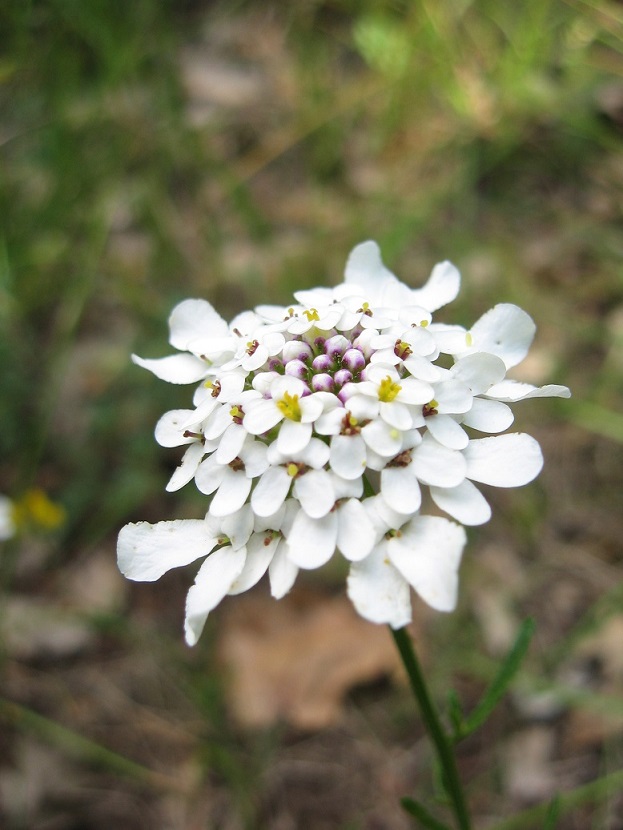 iberis3.jpg
